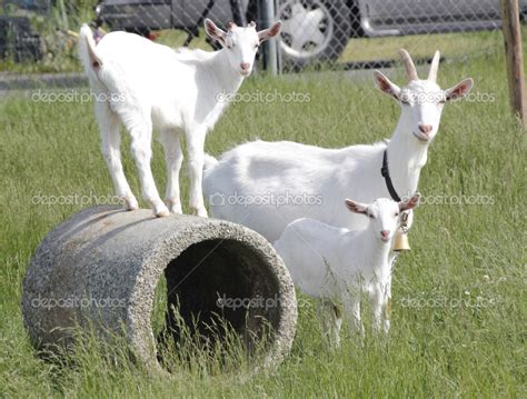 Kiko Goats — Stock Photo © modfos #46901543