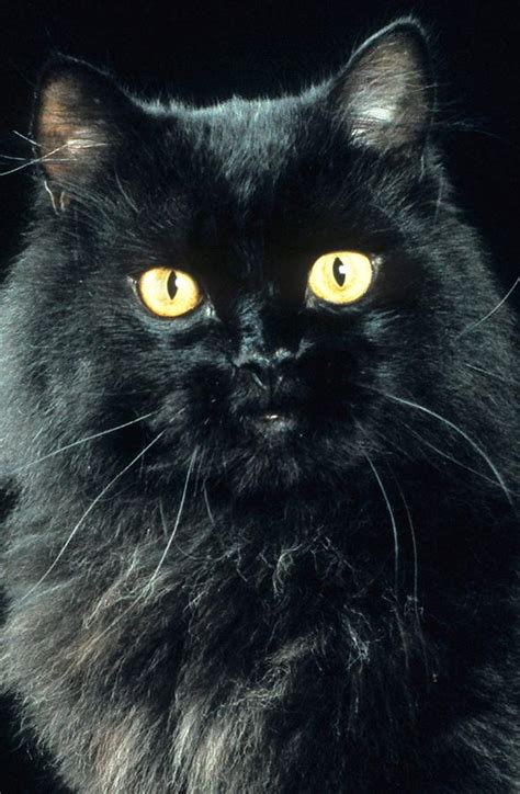 Black Persian Cat Photograph by Larry Allan