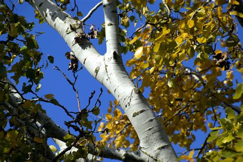 Invasive Tree Species in North America