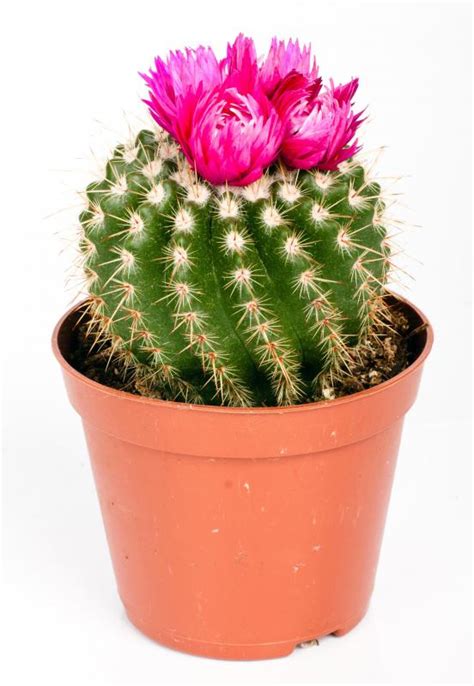 How Do I Choose the Best Cactus with Flowers? (with picture)