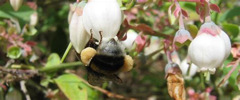 Natural Pollination - BioBee South Africa