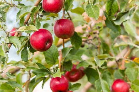 Tree at Apple farm Stock Photo by ©urban_light 55506793