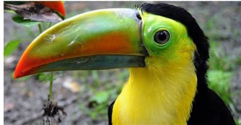 Keel-Billed Toucan Pictures - AZ Animals