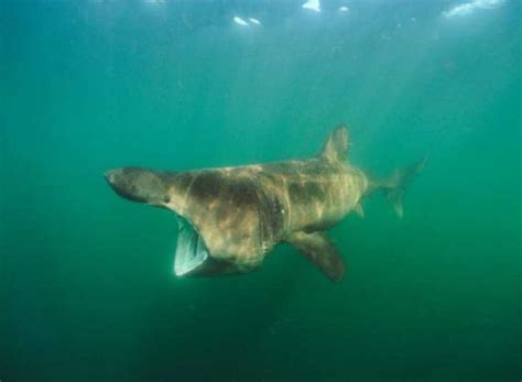 Watch: Giant Goliath Grouper gulps down Shark as Fishermen watch in ...