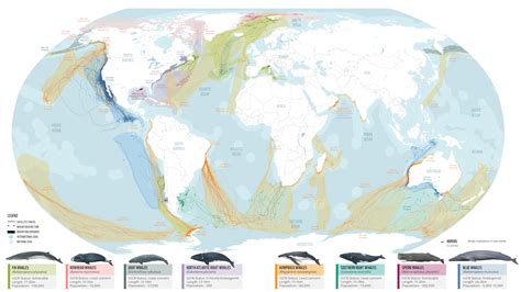 The Humpback Whale Population Graph