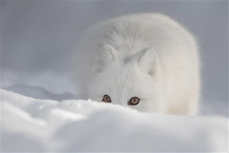 arctic fox adaptations in the tundra Arctic fox