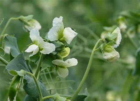 Pisum sativum (Austrian Winter Pea, Austrian Winter Peas, English Pea, English Peas, Field Pea ...