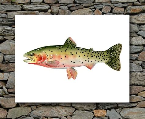 Cutthroat Trout Art Print Watercolor Painting Fly Fishing | Etsy