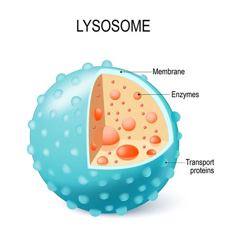 Lysosome Plant Cell Definition : Lysosome - the cell's recycling center ...