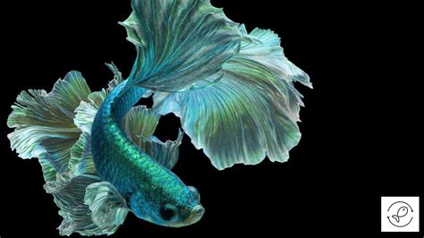 10 Unique Fish that Are Green in Color (With Images)