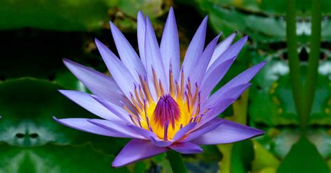 Egyptian Lotus Flower Meaning | Best Flower Site