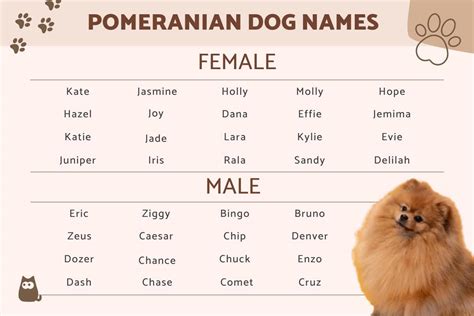 Pomeranian Puppy Names Boy On Deals | www.pinnaxis.com