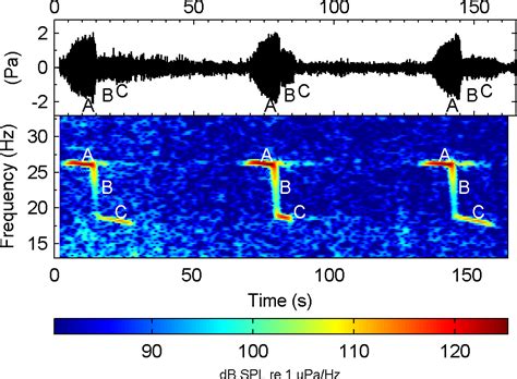 Sound science finds Antarctic blue whale hotspots — Australian Antarctic Program (News 2015)