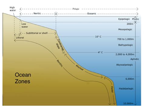 Aquatic Biomes ‹ OpenCurriculum