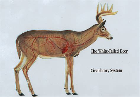 Anatomy of a Whitetail Deer