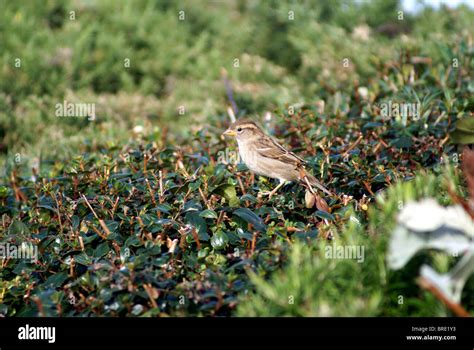 Hedge Sparrow Nest Stock Photos & Hedge Sparrow Nest Stock Images - Alamy