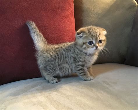 Pin by Marina Boss on Scottish Fold kittens | Scottish fold kittens ...