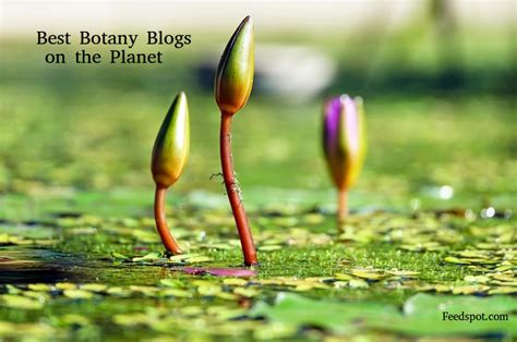 60 Best Botany Blogs and Websites in 2023 for Botanists & Plant Scientists