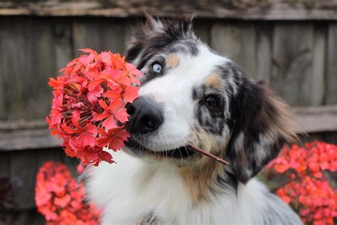 10 of the Safest Flowers for Dogs You Can Buy or Grow | The Dog People ...