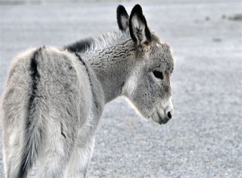 Baby Donkey Free Stock Photo - Public Domain Pictures