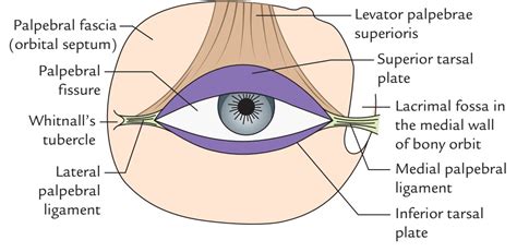 Eyelid Anatomy