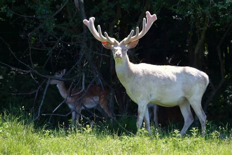 Melanistic And Albino Deer