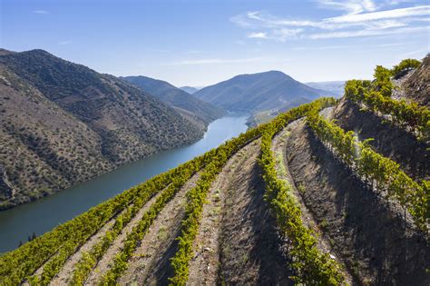 Vinhos Douro - João Portugal Ramos