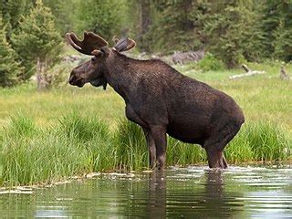 File:Moose 983 LAB.jpg - Wikimedia Commons