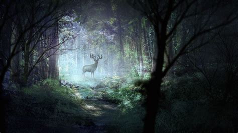 deer, forest, light, art, wildlife, 4k HD Wallpaper