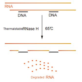 RNase R, RNase A, RNase H, RNase I – Tinzyme