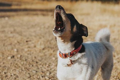 Excessive Dog Barking: How to Stop It | Dog Training Nation