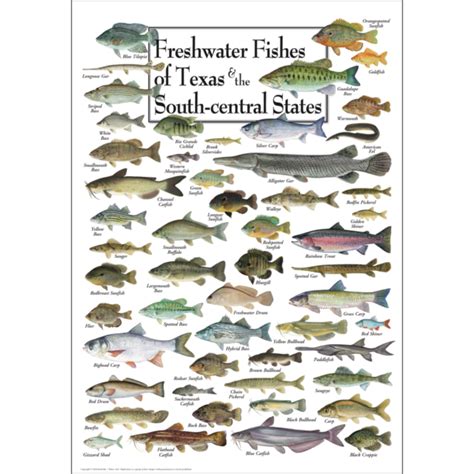 Freshwater Fishes of Texas & South-central States - Poster - Earth Sky ...