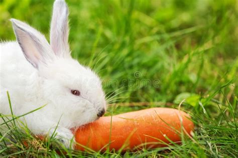 2,219 Rabbit Eating Carrot Stock Photos - Free & Royalty-Free Stock ...