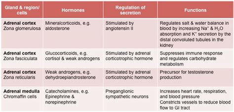 Adrenal glands hormones - xaserindex