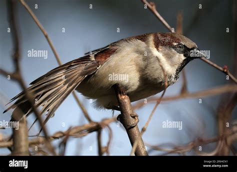 Hedge sparrow nest hi-res stock photography and images - Alamy