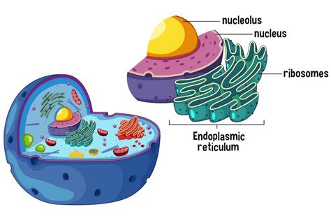 Ribosomes and Protein Assembly