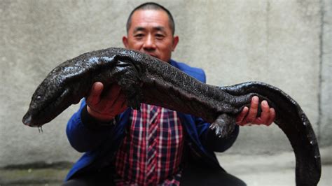 Chinese giant salamanders are slipping towards extinction - CGTN