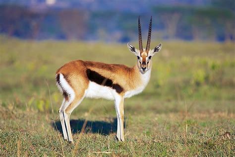 Gazelle Facts - Animals of the World - WorldAtlas