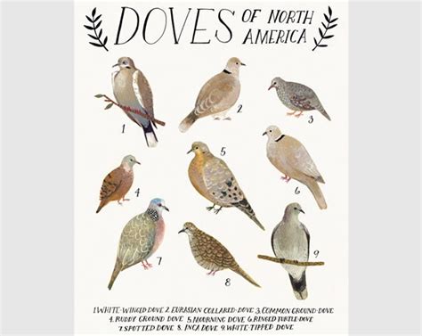 Doves of North America print of an original by kelzuki on Etsy