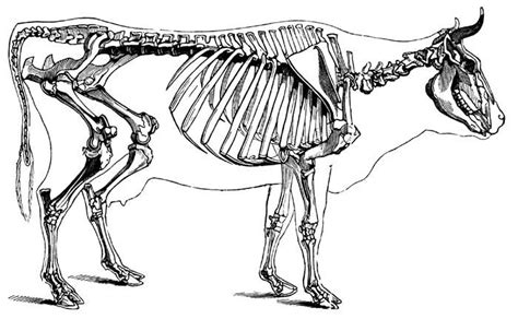 Pin by Miguel Carvalho on Animal Anatomy | Cow skeleton, Animal ...