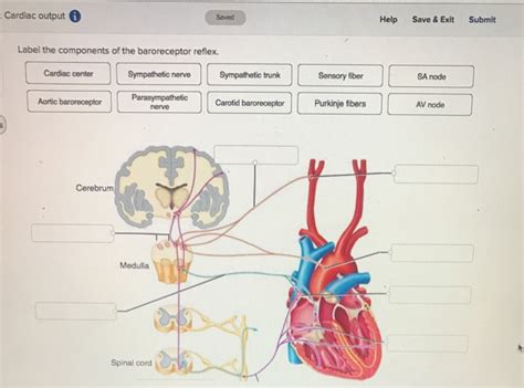 Solved Cardiac output Seved Help Save & Exit Submit Label | Chegg.com