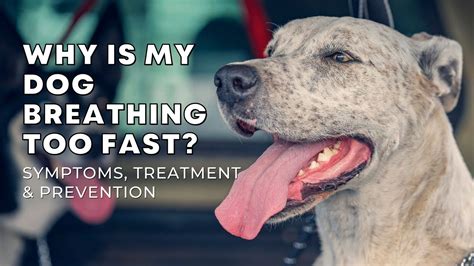 Why Is My Dog Breathing Too Fast? Symptoms, Treatment, And Prevention