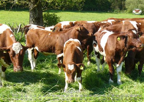 Official breed representation of Maine-Anjou cattle in Germany › Maine ...