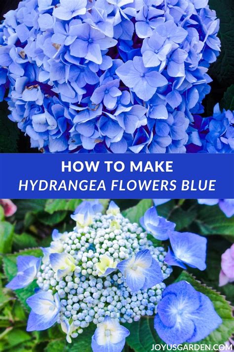 Hydrangea Color Change: The Cause & What To Do (2024 Guide)