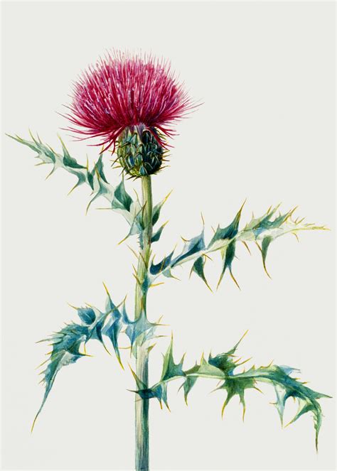 Flower Thistle Vintage Art Free Stock Photo - Public Domain Pictures