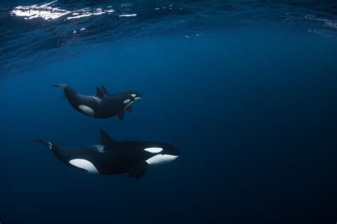 Snorkeling with Orcas in Norway | Northern Yachting