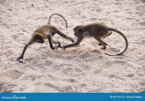 Two Monkeys Fighting In The Sand Royalty-Free Stock Photo | CartoonDealer.com #83719713