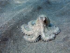 Ocellated Octopus - Bing Images | Octopus facts, Octopus, Animals