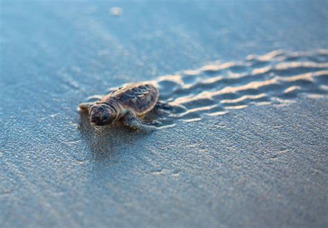 Sea Turtles On The Beach