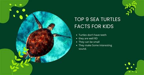 Top 9 Sea Turtles Facts for Kids